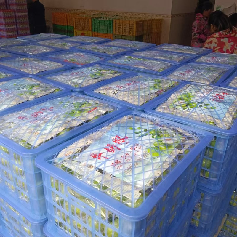 牛奶青枣（广西青枣）一手货源量大价优，可视频看货代发全国