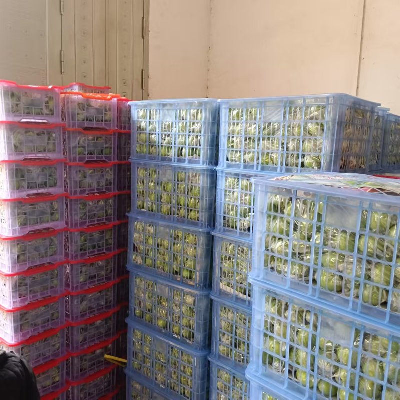 牛奶青枣广西青枣大量现货供应（一手货源）对接全国客商