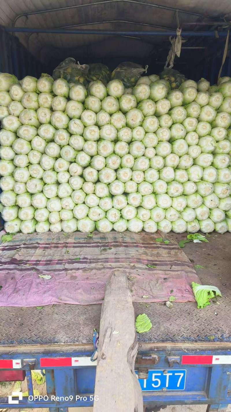 【热卖中】江苏白菜黄心白菜产地直发保质保量可对接商超