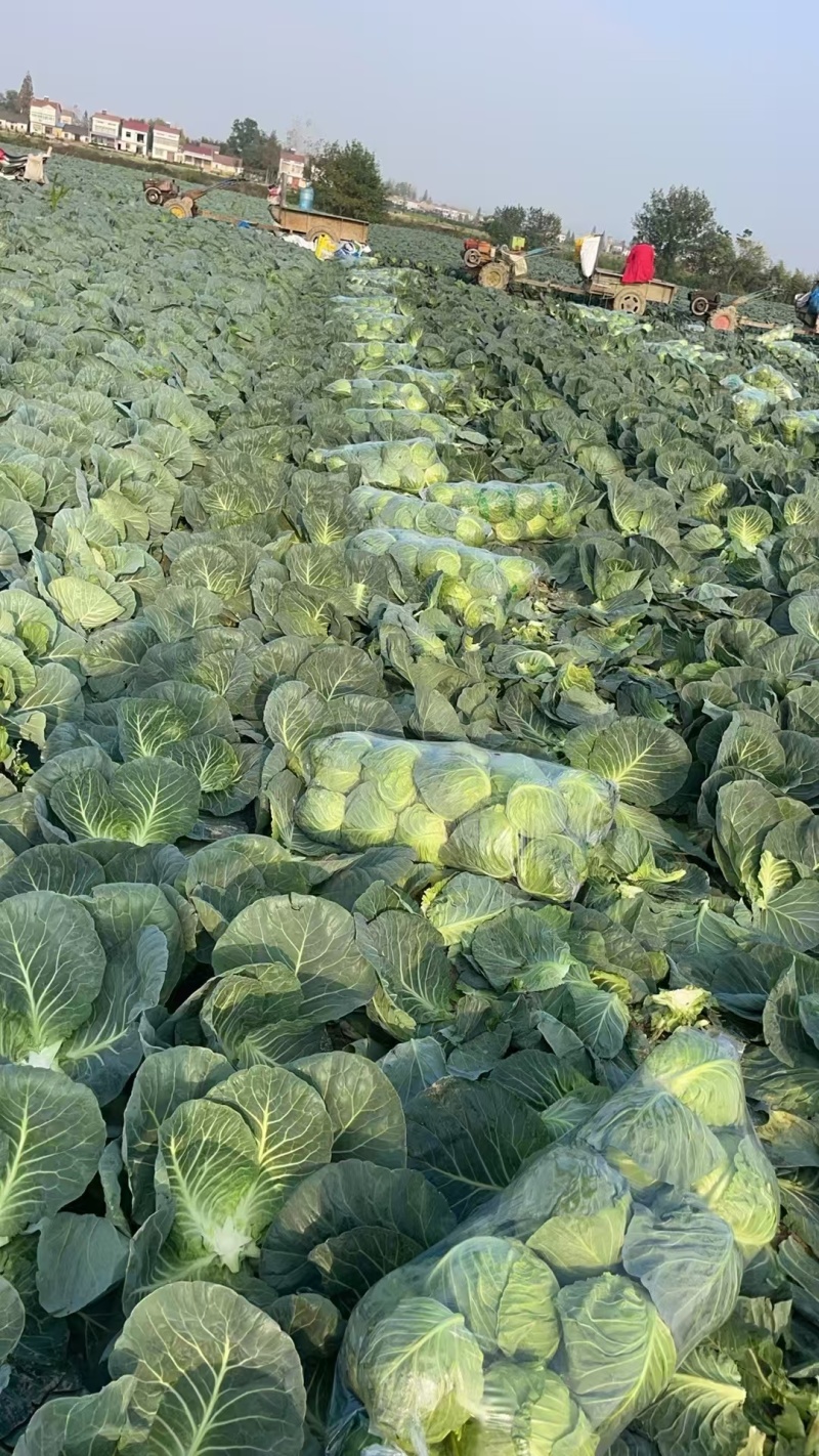 甘蓝湖北圆包菜基地直发量大从优可视频看货欢迎咨询