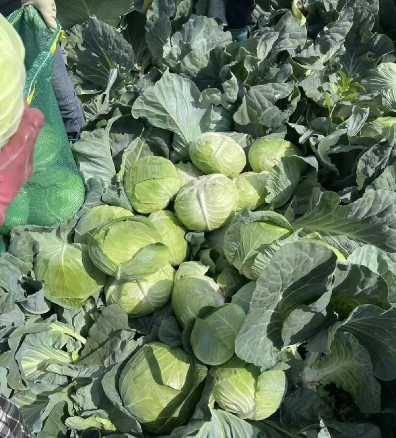 甘蓝湖北圆包菜基地直发量大从优可视频看货欢迎咨询