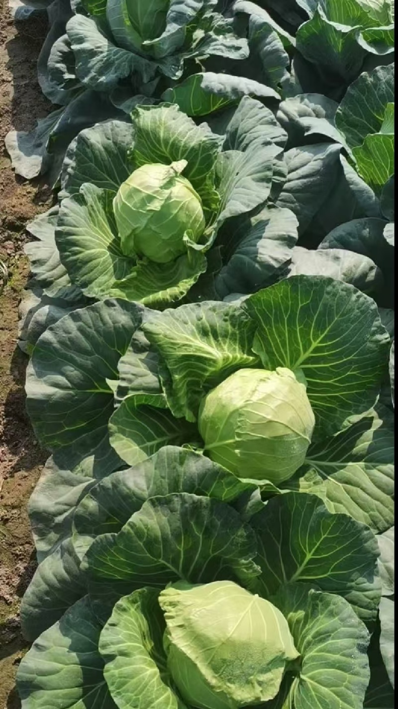 甘蓝湖北圆包菜基地直发量大从优可视频看货欢迎咨询