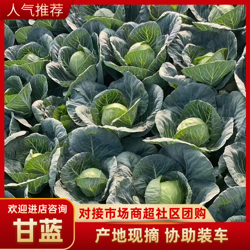 甘蓝湖北圆包菜基地直发量大从优可视频看货欢迎咨询