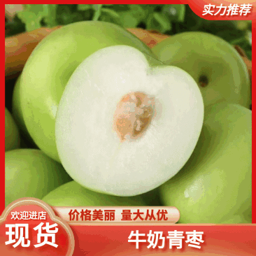牛奶青枣（广西青枣）一手货源量大价优，可视频看货代发全国