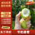 牛奶青枣广西青枣大量现货供应（一手货源）对接全国客商