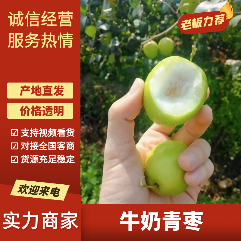 牛奶青枣广西青枣大量现货供应（一手货源）对接全国客商