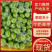 牛奶青枣广西青枣大量现货供应（一手货源）对接全国客商