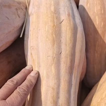 密本南瓜大量上市货量充足保质保量