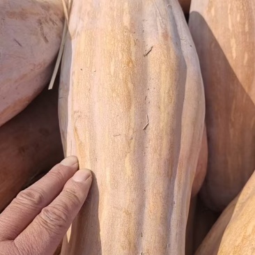 密本南瓜大量上市货量充足保质保量