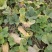 密本南瓜大量上市货量充足保质保量