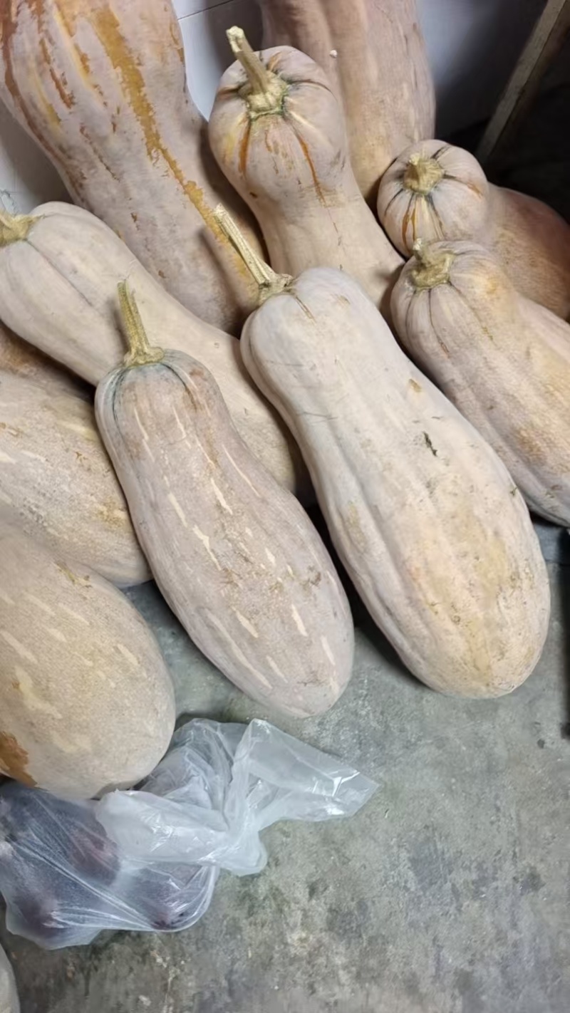 密本南瓜大量上市货量充足保质保量