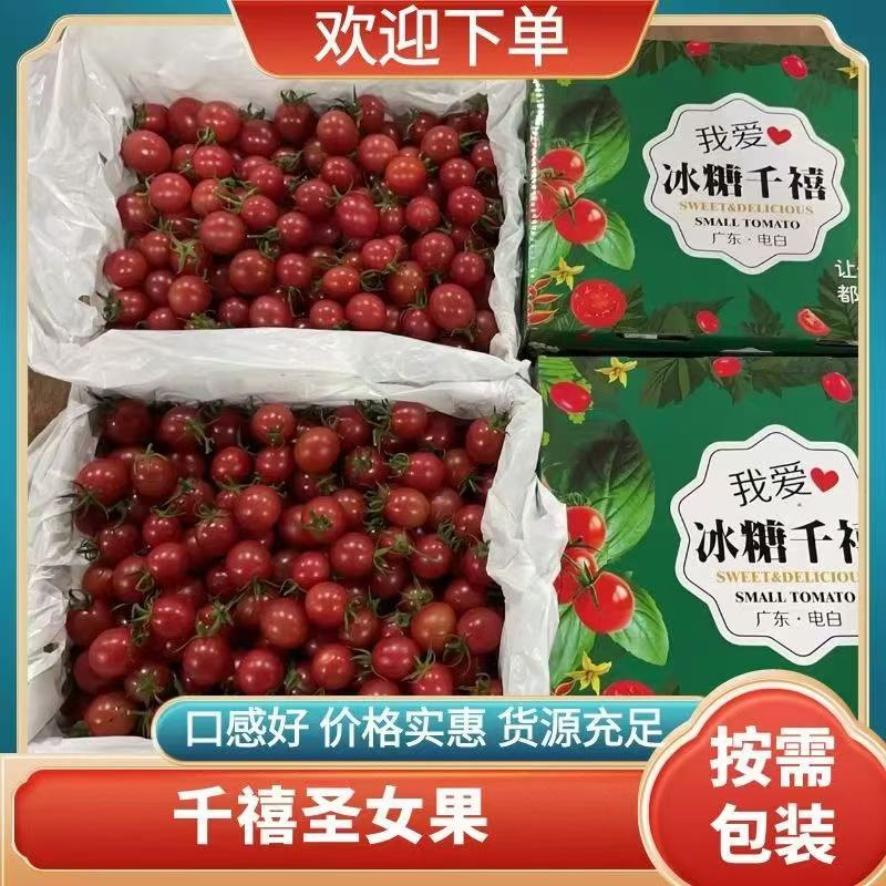 广东电白千禧圣女果场地供应链欢迎商超采购商社区团购合作