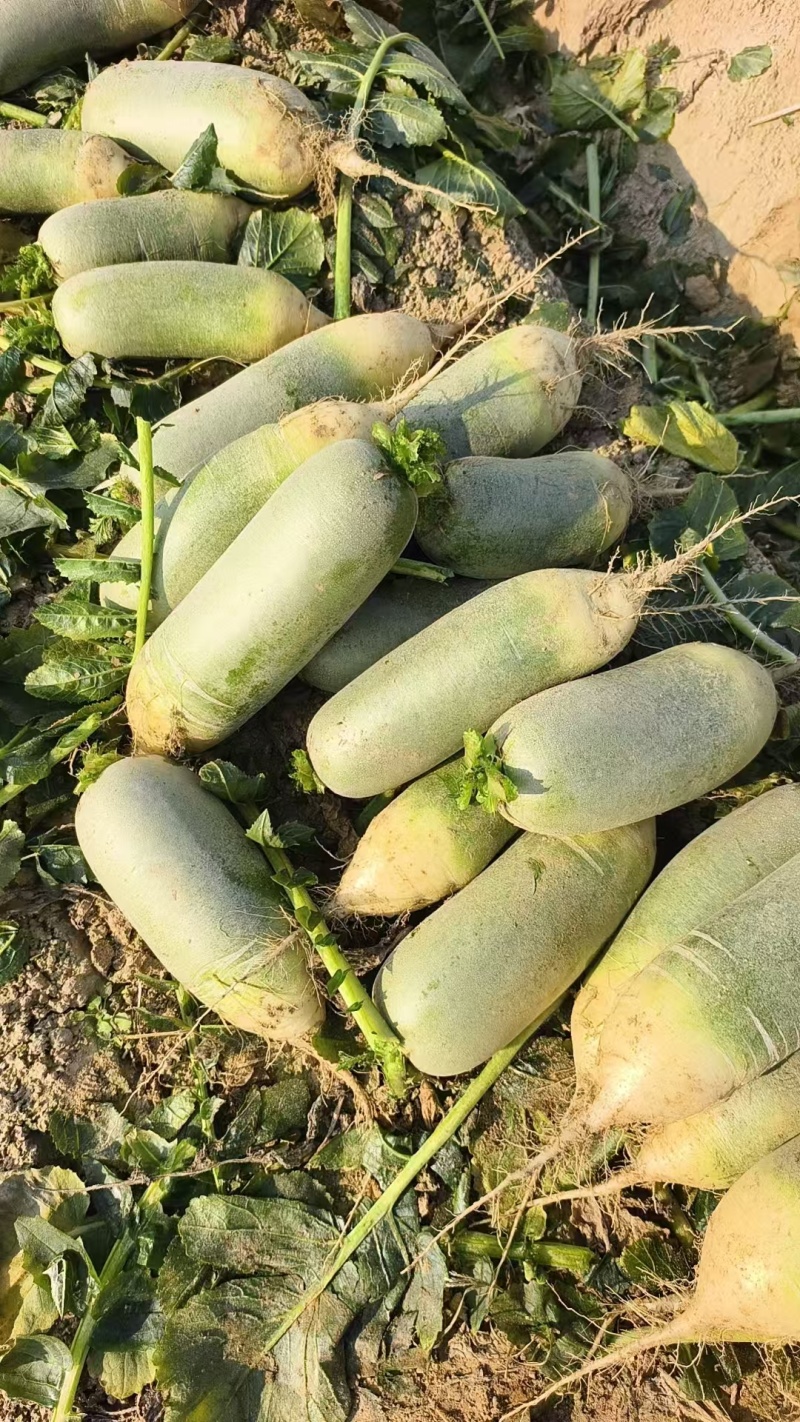 精品水果萝卜，青萝卜圆萝卜，，量大从优诚信经营