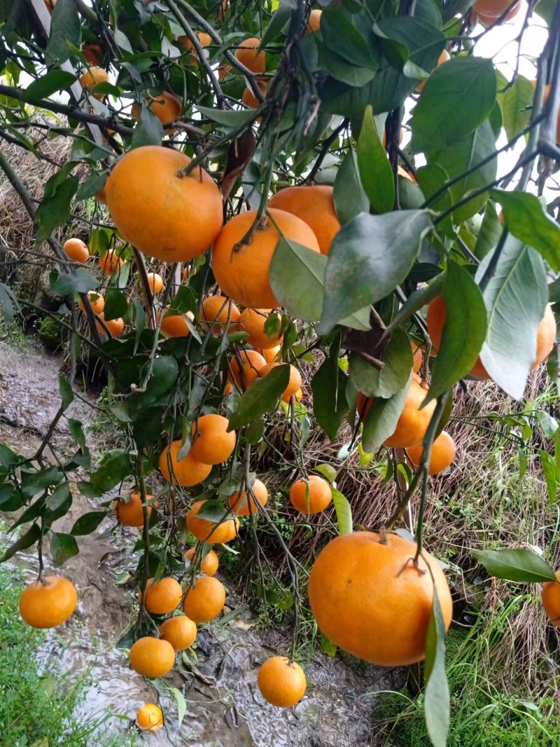 沃柑大量有货产地直发价格优惠保证品质可视频看货