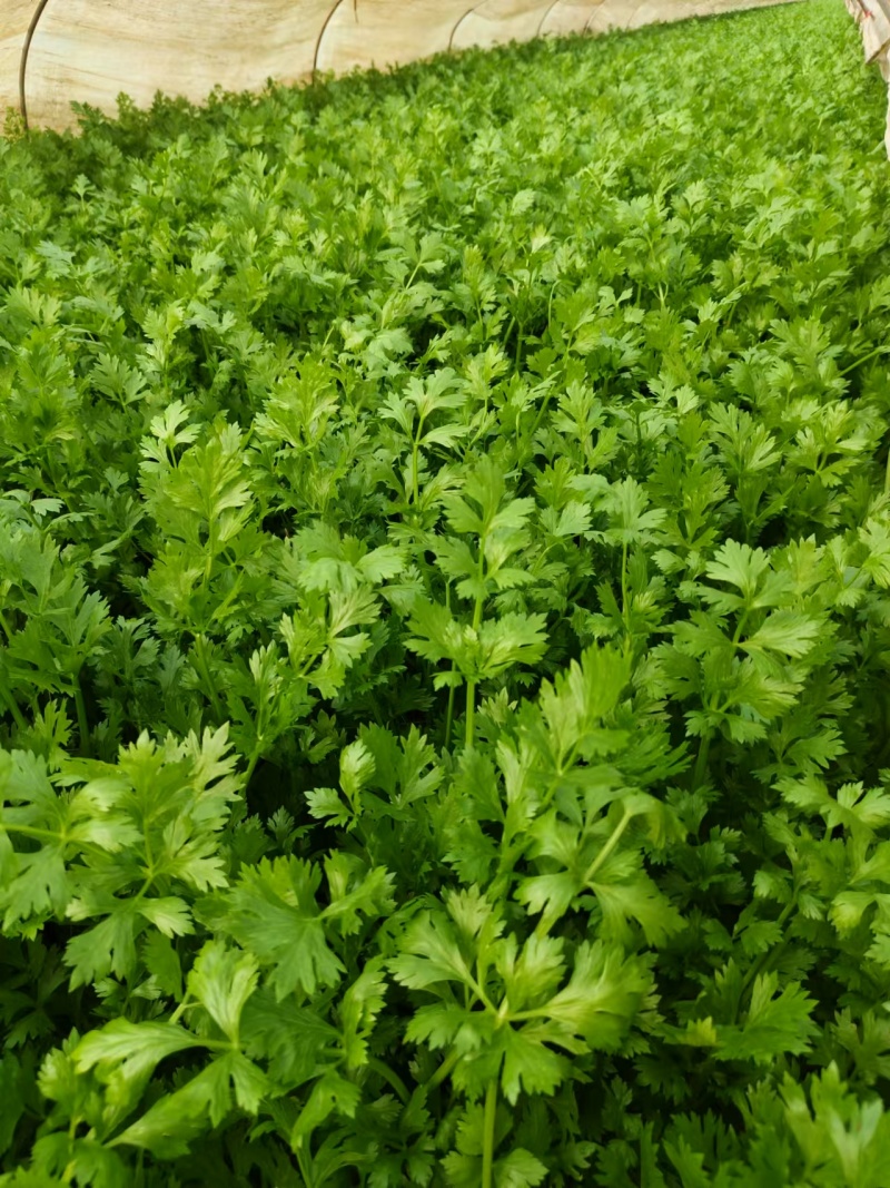 安徽优质芹菜，产地一手货源，大量供应，保质保量