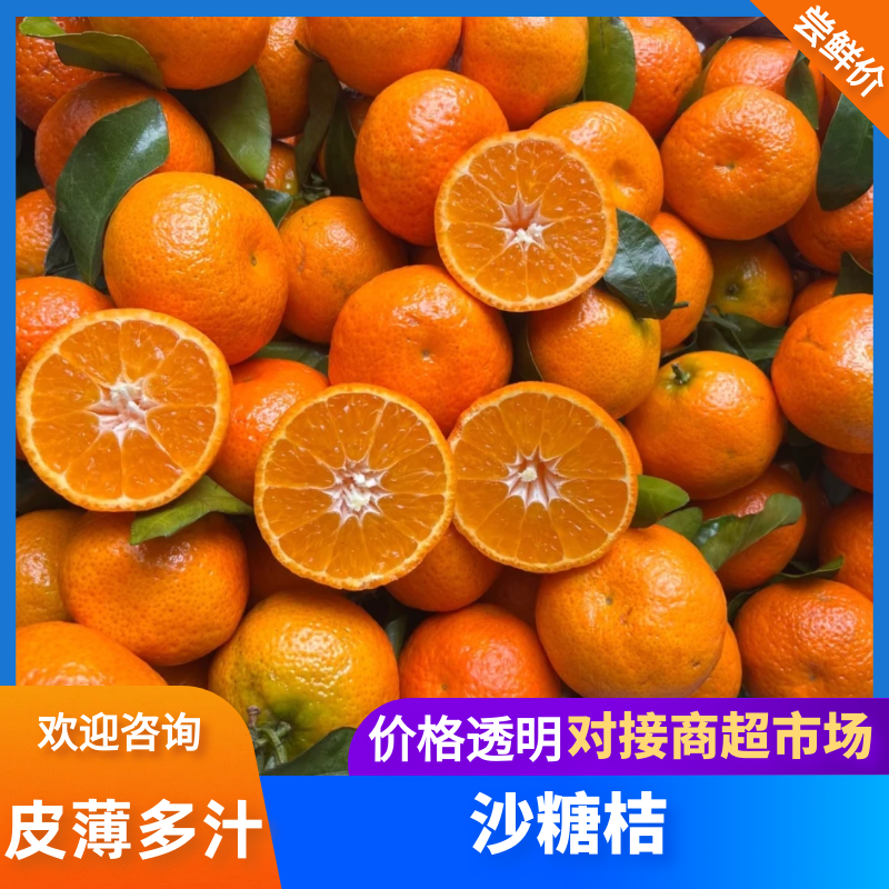 沙糖桔广西正宗沙糖桔大量供应对接市场电商商超