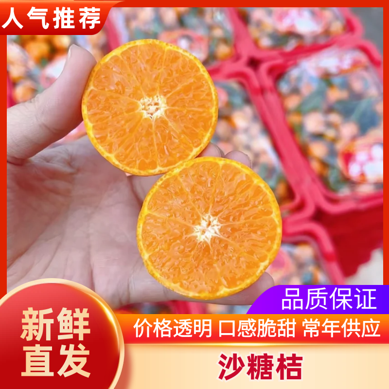 广西沙糖桔精品砂糖橘大量上市现摘现发对接全国市场