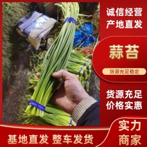 蒜苔红帽蒜苔山东蒜苔产地一手货源品质好价格低