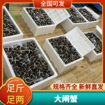 江苏大闸蟹规格齐全保质保量量大从优欢迎咨询