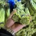 红帽蒜苔一手货源价格便宜一吨起批随到随装