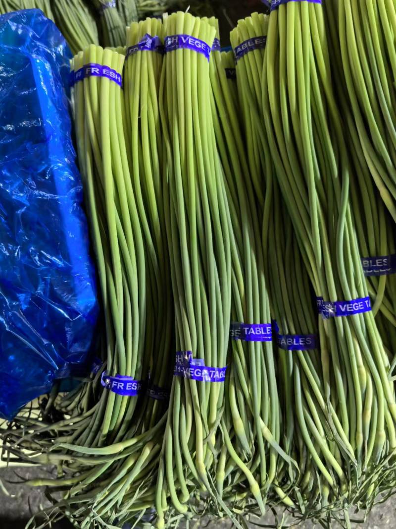 红帽蒜苔一手货源价格便宜一吨起批随到随装