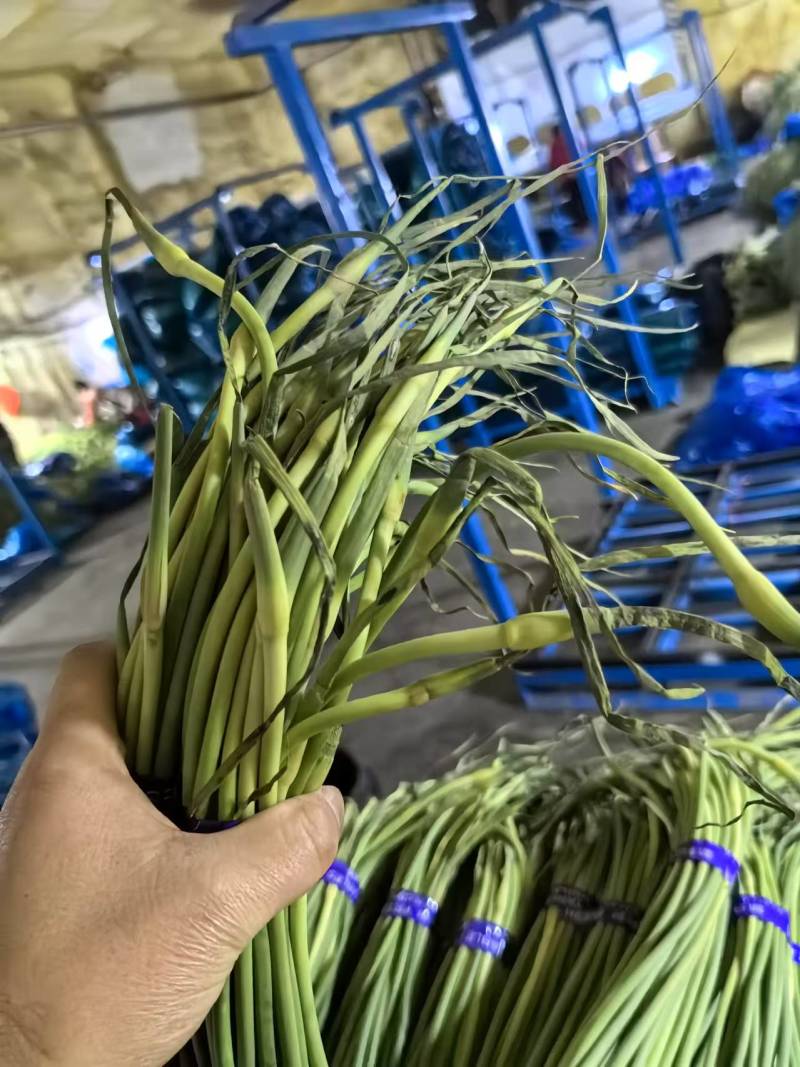 金乡红帽蒜薹一手货源一吨起批随到随装价格便宜