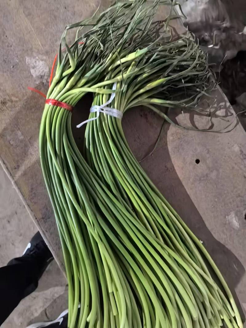 金乡红帽蒜薹一手货源一吨起批随到随装价格便宜