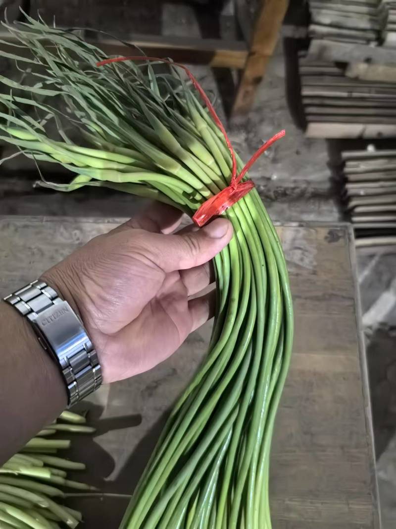 红帽蒜苔一手货源价格便宜一吨起批随到随装