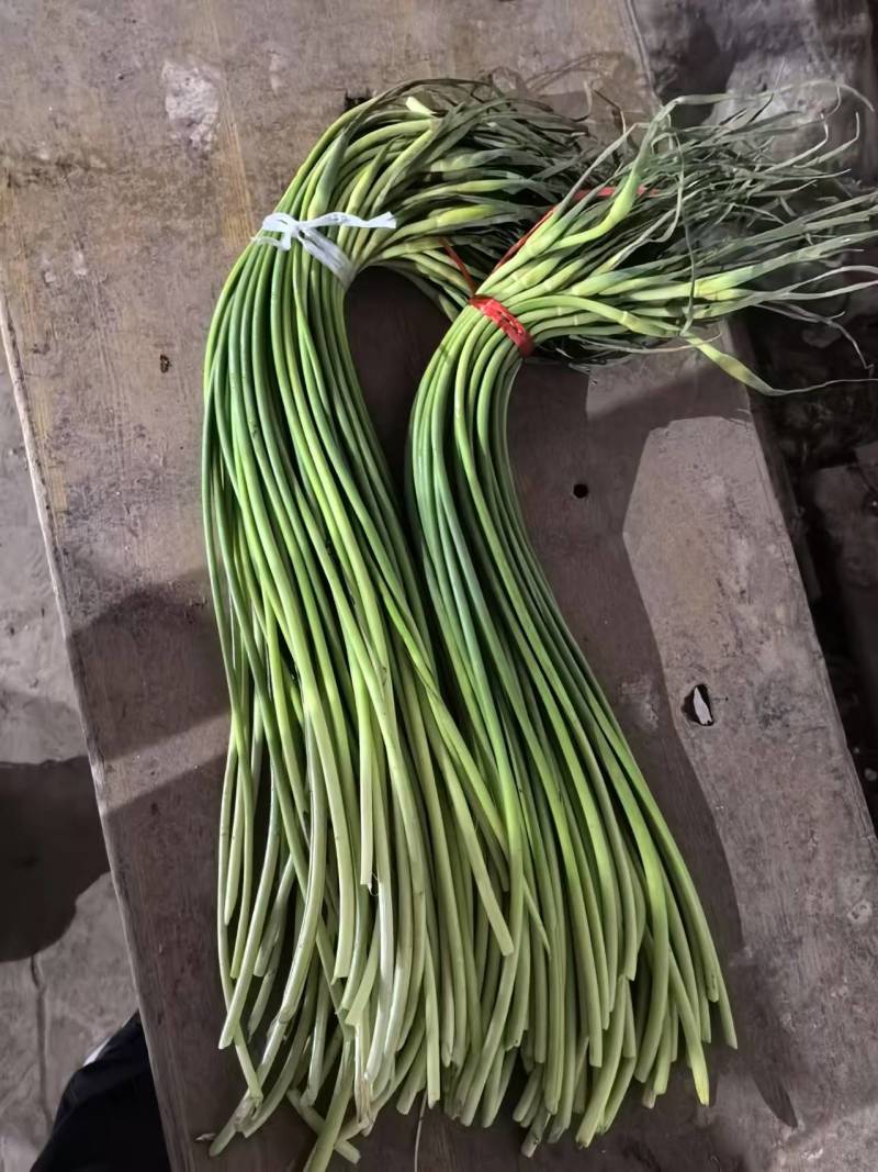 红帽蒜苔一手货源价格便宜一吨起批随到随装