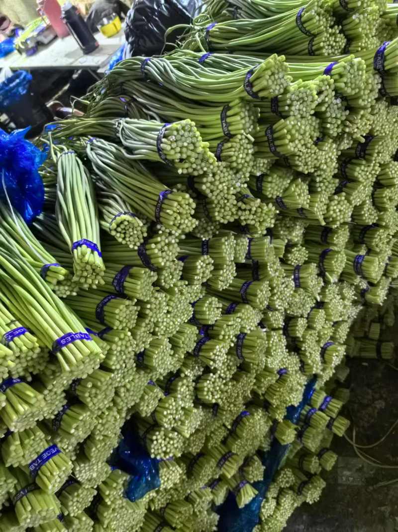 红帽蒜苔一手货源价格便宜一吨起批随到随装