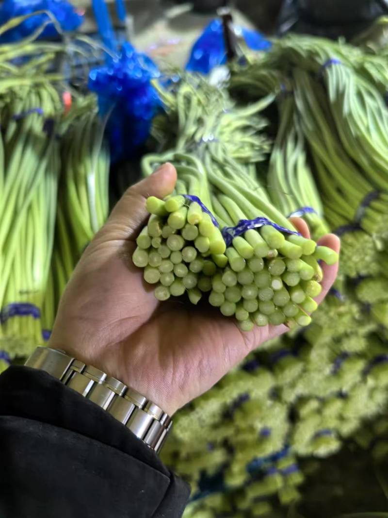 红帽蒜苔一手货源价格便宜一吨起批随到随装