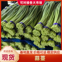 红帽蒜苔一手货源价格便宜一吨起批随到随装