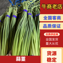 红帽蒜苔一手货源价格便宜一吨起批随到随装