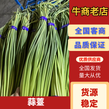红帽蒜苔一手货源价格便宜一吨起批随到随装