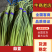 红帽蒜苔一手货源价格便宜一吨起批随到随装