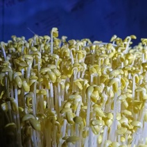 黄豆芽厂家直发质量保障量大优惠对接全国欢迎进店