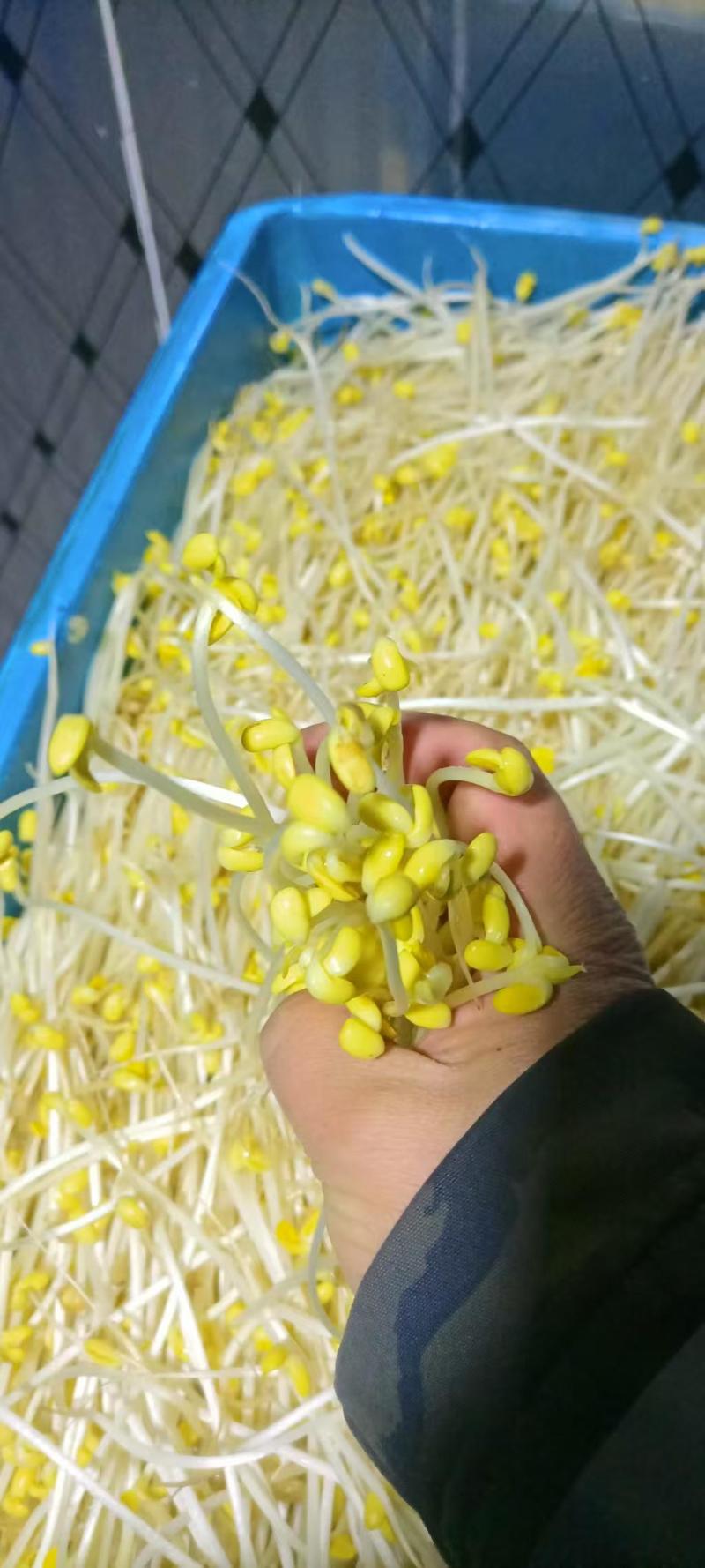 黄豆芽厂家直发质量保障量大优惠对接全国欢迎进店