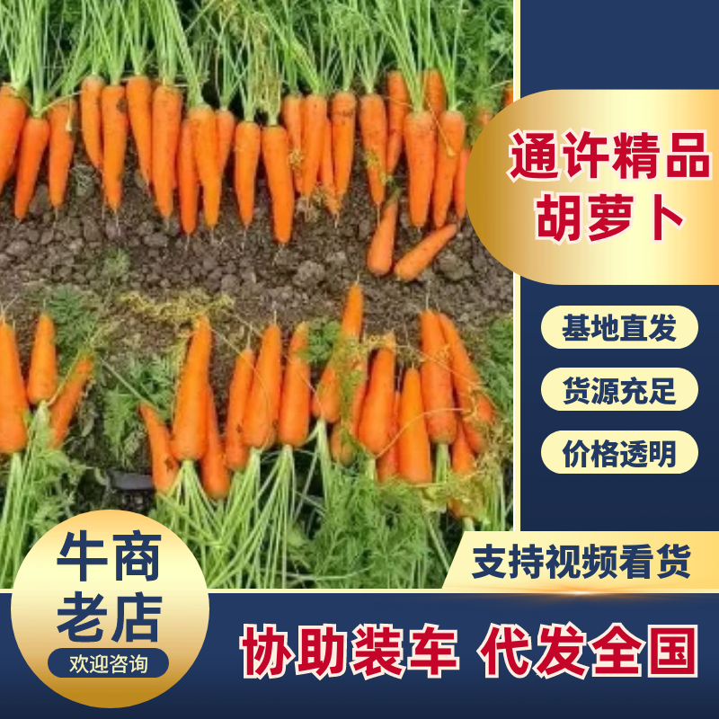通许精品胡萝卜基地直供对接各大市场电商平台需要联系