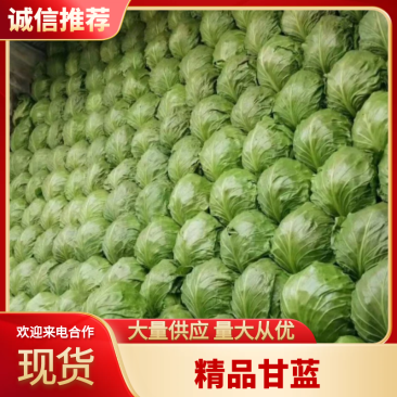 精品甘蓝大量上市全国发货品质保证