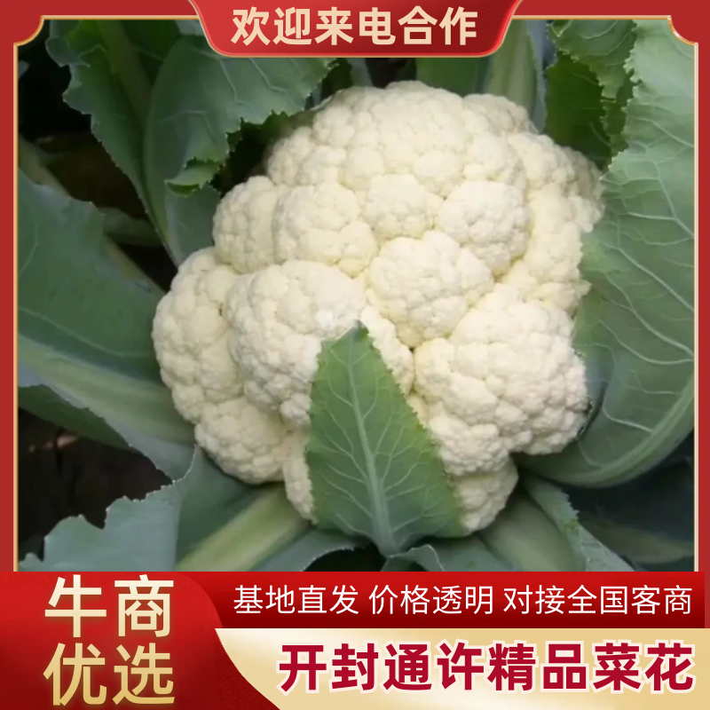 河南开封通许精品菜花/松花菜产地直供一手货源品质保证