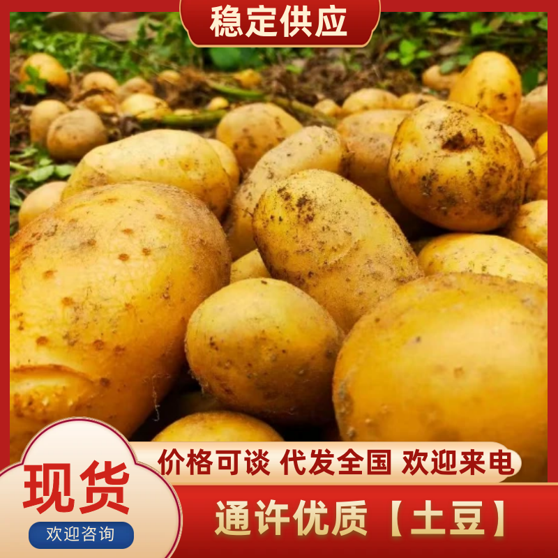 通许优质【土豆】产地直发一手货源品质保证欢迎来电咨询