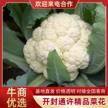 优质【花菜松花菜】产地直销一手货源品质保证欢迎来电咨询