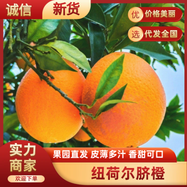 纽荷尔脐橙果面干净颜色火红看园采园批发团购零售