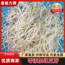 零添加绿豆芽厂家直发品质保障对接全国市场量大优惠