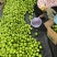 广东青枣牛奶枣产地直发好吃不贵价格美丽量大价优对接全国