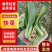 精品快菜对接电商市场商超食品厂常年供应保质保量