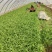 【精品红根蒜苗】河南基地直供质量保证货源充足全国发货