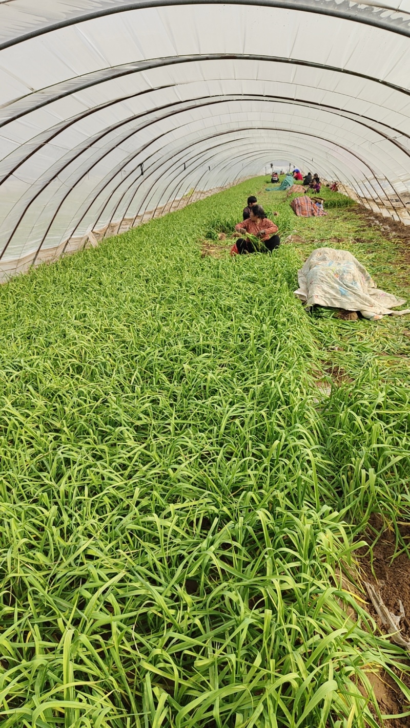 【精品红根蒜苗】河南基地直供质量保证货源充足全国发货