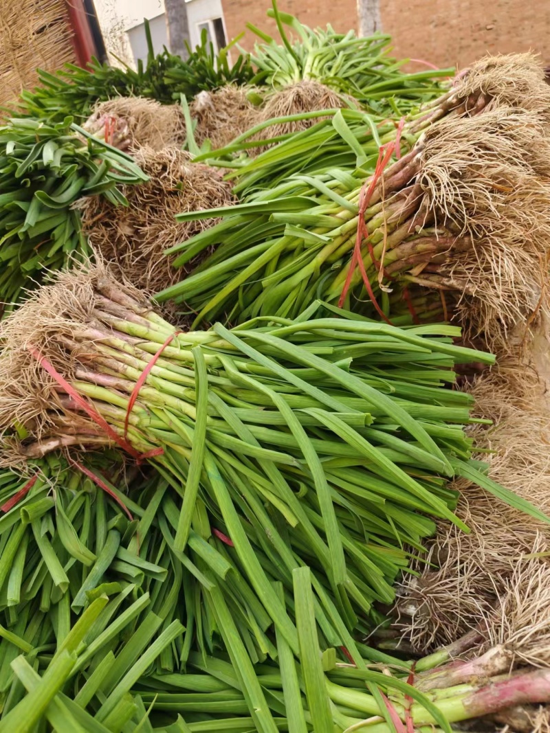 【精品红根蒜苗】河南基地直供质量保证货源充足全国发货