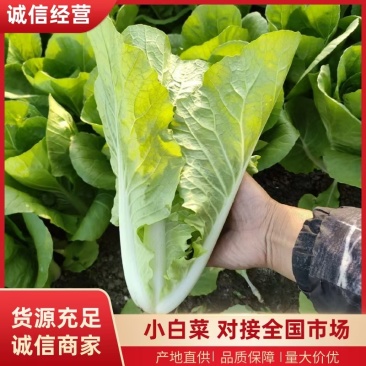 《小白菜》对接电商商超食品厂奶白菜毛白菜杭白菜